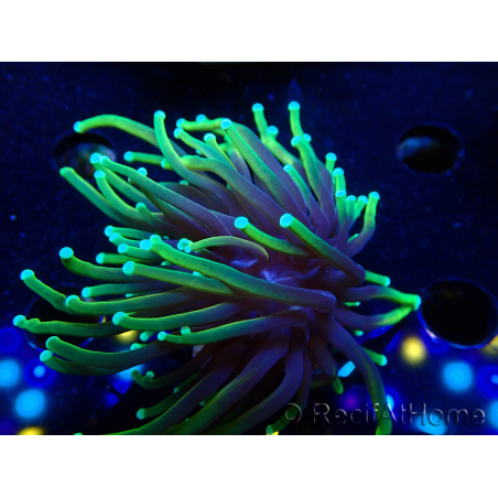 WYSIWYG Euphyllia glabrescens (Mariculture acclimaté sous LED) 8D3