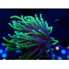 WYSIWYG Euphyllia glabrescens (Marikultur unter LED akklimatisiert) 8D3