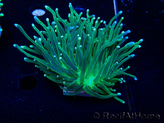 WYSIWYG Euphyllia glabrescens (Marikultur, an LED angepasst) 8D4