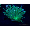 WYSIWYG Euphyllia glabrescens (Marikultur, an LED angepasst) 8D4