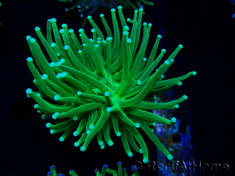 WYSIWYG Euphyllia glabrescens (Mariculture acclimaté sous LED) 8D6