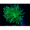 WYSIWYG Euphyllia glabrescens (Maricultura aclimatada bajo LED) 8D6