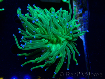 WYSIWYG Euphyllia glabrescens Nuclear Fusion (Mariculture acclimaté sous LED) 8D7
