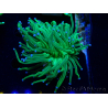 WYSIWYG Euphyllia glabrescens Nuclear Fusion (Mariculture acclimaté sous LED) 8D7