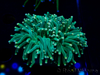 WYSIWYG Euphyllia glabrescens (Mariculture acclimated under LED) 8N2