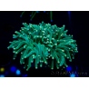 WYSIWYG Euphyllia glabrescens Nuclear Fusion (Mariculture acclimaté sous LED) 8D8