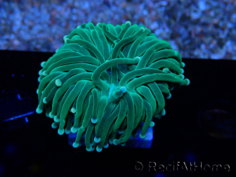 WYSIWYG Euphyllia glabrescens (Maricultura aclimatada bajo LED) 8E1
