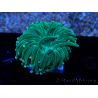 WYSIWYG Euphyllia glabrescens(Mariculture acclimaté sous LED) 8E1