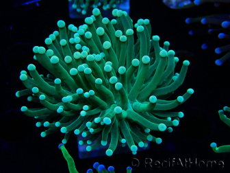 WYSIWYG Euphyllia glabrescens (Maricoltura acclimatata sotto LED) 8E2