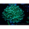 WYSIWYG Euphyllia glabrescens (Mariculture acclimated under LED) 8E2