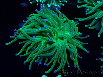 WYSIWYG Euphyllia glabrescens (Mariculture acclimaté sous LED) 8E3