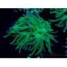 WYSIWYG Euphyllia glabrescens (Aquakultur, akklimatisiert unter LED) 8E3