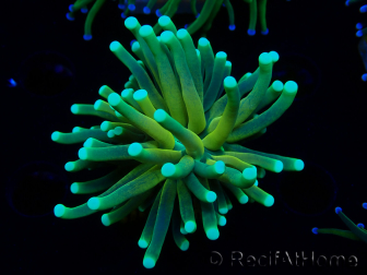 WYSIWYG Euphyllia glabrescens Nuclear Fusion (Marikultur akklimatisiert unter LED) 8E4