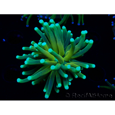 WYSIWYG Euphyllia glabrescens Nuclear Fusion (Mariculture acclimaté sous LED) 8E4