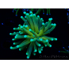 WYSIWYG Euphyllia glabrescens Nuclear Fusion (Maricultura aclimatada bajo LED) 8E4