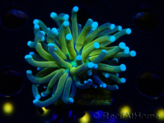WYSIWYG Euphyllia glabrescens TIGER (Maricoltura acclimatata sotto LED) 8E6