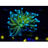 WYSIWYG Euphyllia glabrescens TIGER (Maricultura aclimatada bajo LED) 8E6