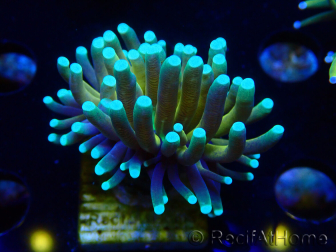 WYSIWYG Euphyllia glabrescens Nuclear Fusion (Mariculture acclimaté sous LED) 8E7