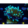 WYSIWYG Euphyllia glabrescens (Maricultured acclimated under LED) 8N3