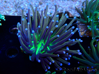 WYSIWYG Euphyllia glabrescens (Mariculture acclimaté sous LED) 8E8