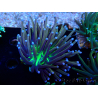 WYSIWYG Euphyllia glabrescens (Mariculture acclimaté sous LED) 8E8