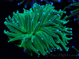 WYSIWYG Euphyllia glabrescens TIGER (Maricultura aclimatada bajo LED) 8F1