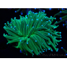 WYSIWYG Euphyllia glabrescens TIGER (Mariculture acclimaté sous LED) 8F1