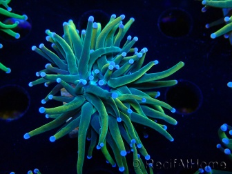 WYSIWYG Euphyllia glabrescens Nuclear Fusion (Mariculture acclimaté sous LED) 8F2