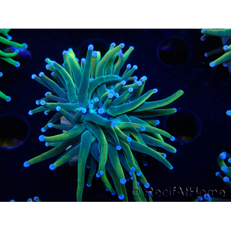 WYSIWYG Euphyllia glabrescens Nuclear Fusion (Mariculture acclimaté sous LED) 8F2