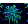WYSIWYG Euphyllia glabrescens Nuclear Fusion (Marikultur unter LED akklimatisiert) 8F2