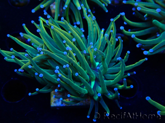 WYSIWYG Euphyllia glabrescens Super Bright (Mariculture acclimaté sous LED) 8F4