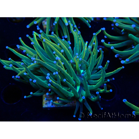 WYSIWYG Euphyllia glabrescens Super Bright (Mariculture acclimaté sous LED) 8F4
