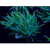 WYSIWYG Euphyllia glabrescens Super Bright (Mariculture acclimaté sous LED) 8F4