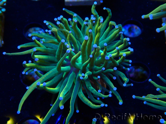 WYSIWYG Euphyllia glabrescens (Maricultura aclimatada bajo LED) 8F5