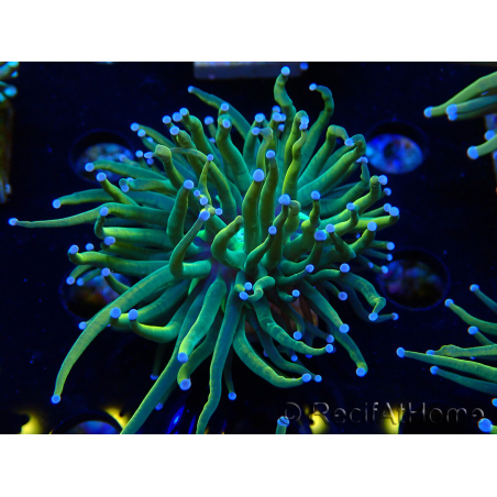 WYSIWYG Euphyllia glabrescens (Marikultur unter LED akklimatisiert) 8F5