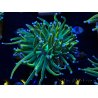 WYSIWYG Euphyllia glabrescens (Maricultura aclimatada bajo LED) 8F5
