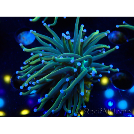 WYSIWYG Euphyllia glabrescens Super Bright (Marikultur, akklimatisiert unter LED) 8F6