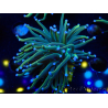 WYSIWYG Euphyllia glabrescens Super Bright (Marikultur, akklimatisiert unter LED) 8F6