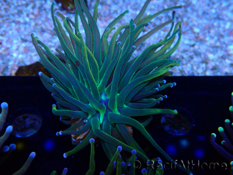WYSIWYG Euphyllia glabrescens (Mariculture acclimaté sous LED) 8F7
