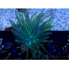 WYSIWYG Euphyllia glabrescens (Mariculture acclimaté sous LED) 8F7