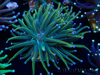 WYSIWYG Euphyllia glabrescens (Mariculture acclimaté sous LED) 8F8