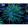 WYSIWYG Euphyllia glabrescens (Mariculture acclimaté sous LED) 8F8