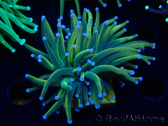 WYSIWYG Euphyllia glabrescens (Mariculture acclimaté sous LED) 8G2