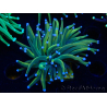 WYSIWYG Euphyllia glabrescens (Mariculture acclimaté sous LED) 8G2