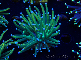 WYSIWYG Euphyllia glabrescens (Marikultur, unter LED akklimatisiert) 8G3