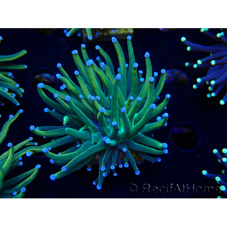 WYSIWYG Euphyllia glabrescens (Mariculture acclimaté sous LED) 8G3