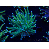 WYSIWYG Euphyllia glabrescens (Mariculture acclimaté sous LED) 8G3