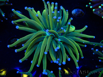 WYSIWYG Euphyllia glabrescens (Mariculture acclimated under LED) 8G5