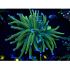 WYSIWYG Euphyllia glabrescens (Marikultur, an LED-Licht gewöhnt) 8G5