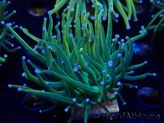 WYSIWYG Euphyllia glabrescens (Mariculture acclimaté sous LED) 8G7